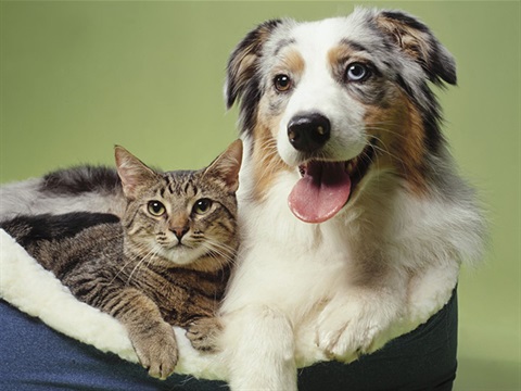 Cats & Dogs.3.jpg