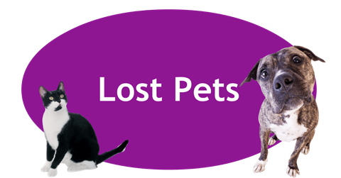 Lost Pet.png